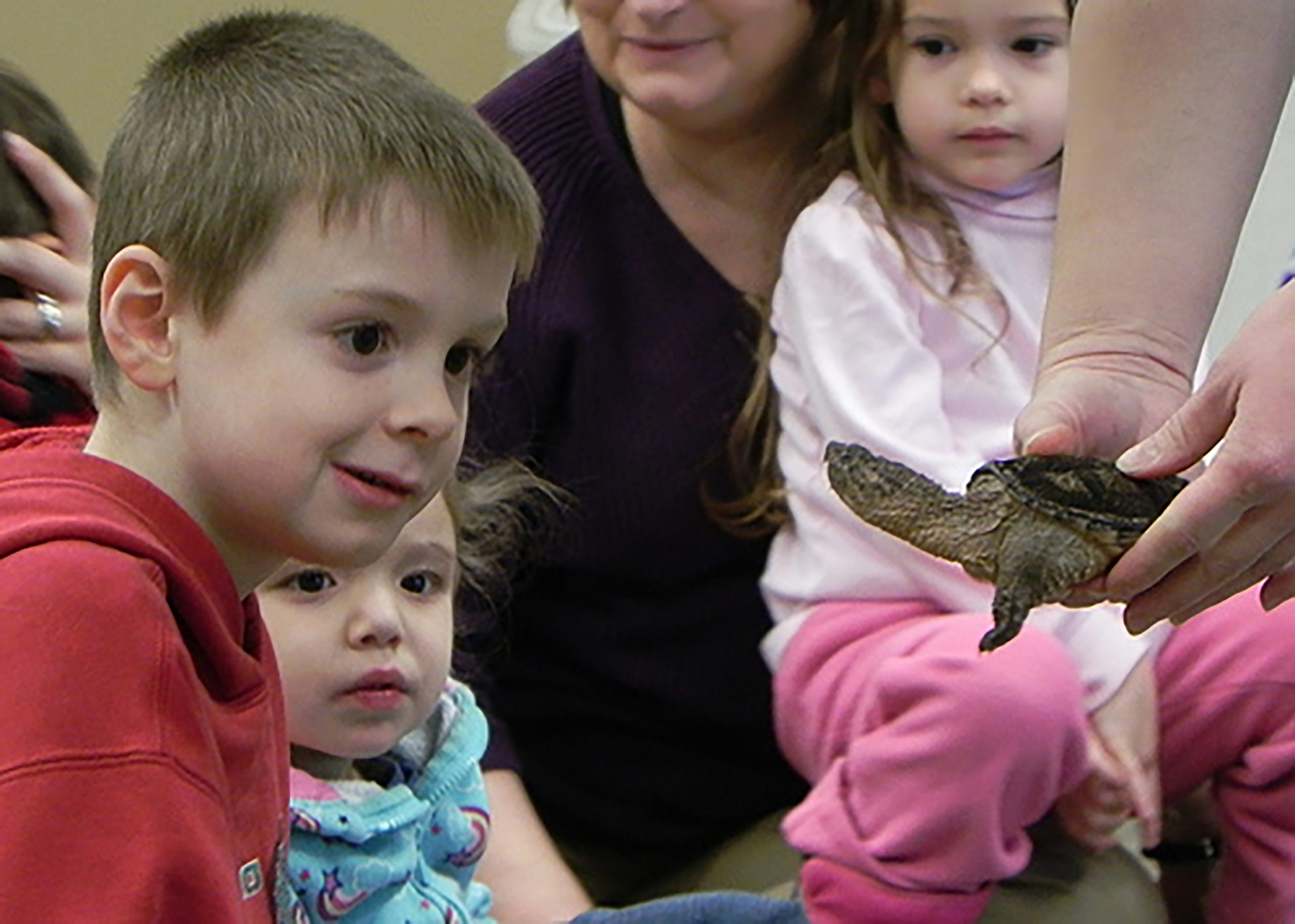 Turtles are Audubon's creature feature | News, Sports, Jobs - Vimarsana News